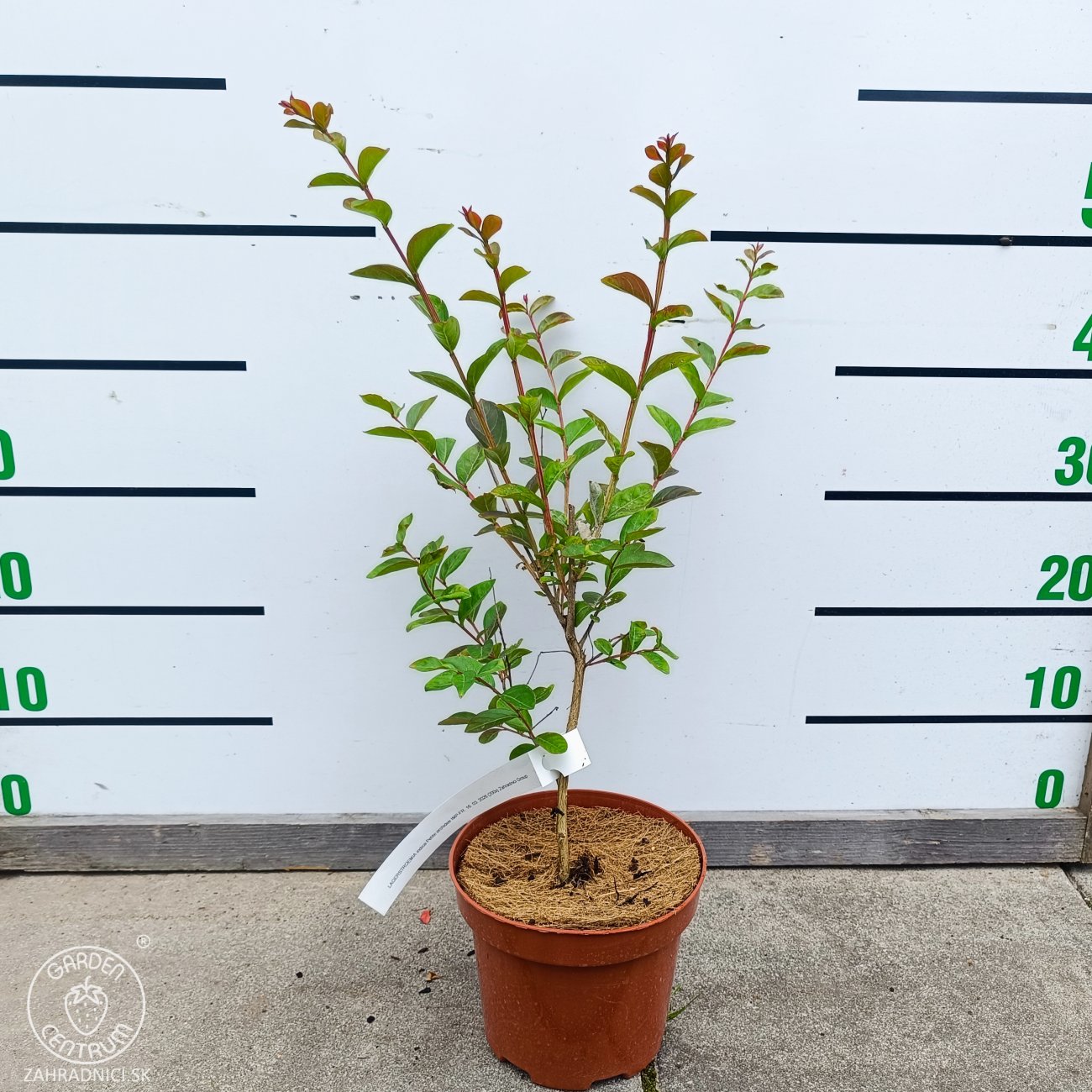 Obrázok Myrta krepová (Lagerstroemia indica) ‘PETITE ORCHIDEE’ - výška 30-50 cm, kont. C2L